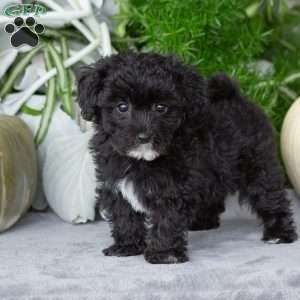 Vicky, Yorkie-Chon Puppy