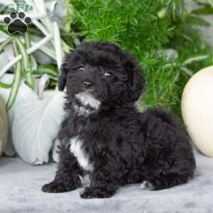 Vicky, Yorkie-Chon Puppy