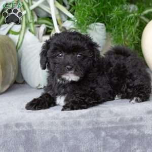 Vicky, Yorkie-Chon Puppy
