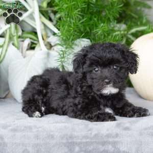 Vicky, Yorkie-Chon Puppy