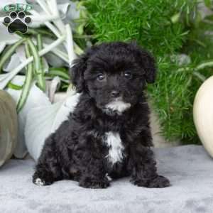 Vicky, Yorkie-Chon Puppy