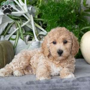 Tina, Bich-Poo Puppy
