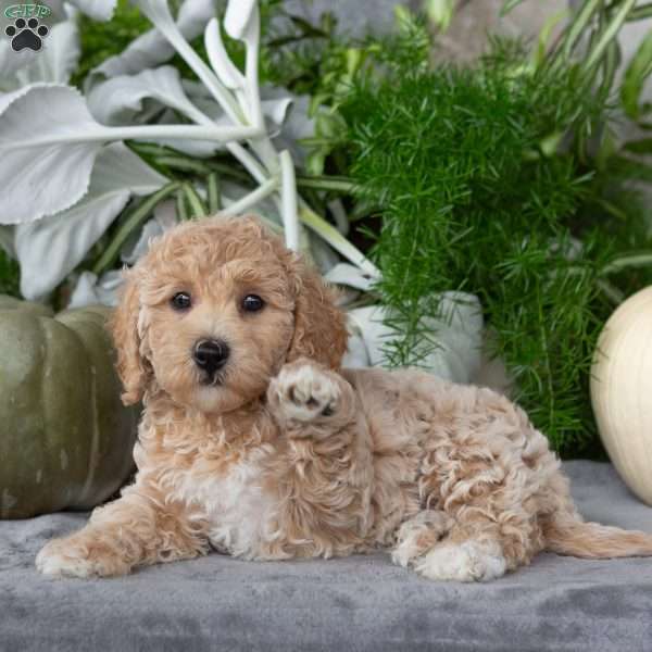 Tina, Bich-Poo Puppy