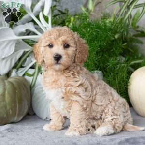 Tina, Bich-Poo Puppy