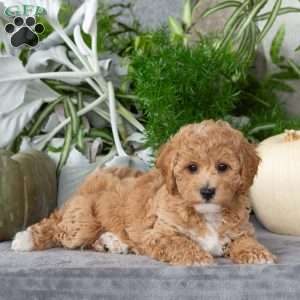 Twinkle, Bich-Poo Puppy