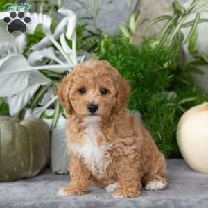 Twinkle, Bich-Poo Puppy
