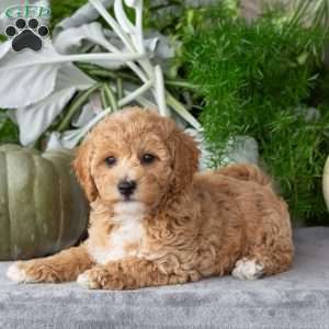 Twinkle, Bich-Poo Puppy