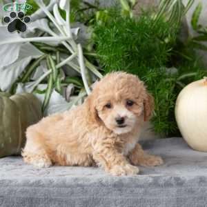 Waffle, Bich-Poo Puppy
