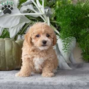 Waffle, Bich-Poo Puppy