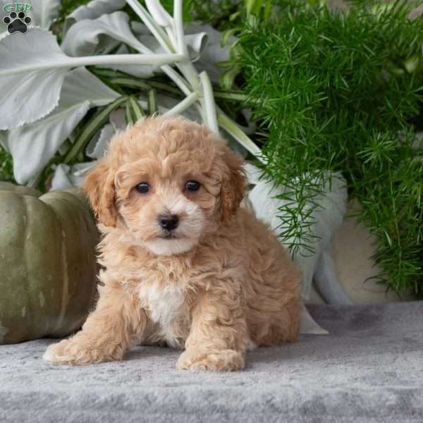 Waffle, Bich-Poo Puppy