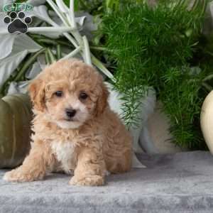 Waffle, Bich-Poo Puppy