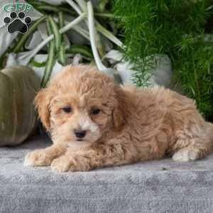 Waffle, Bich-Poo Puppy