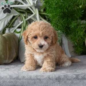 Waffle, Bich-Poo Puppy