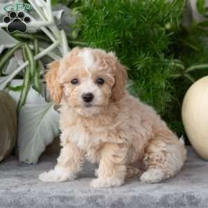 Wendy, Bich-Poo Puppy
