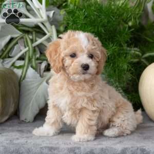 Wendy, Bich-Poo Puppy