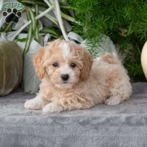 Wendy, Bich-Poo Puppy