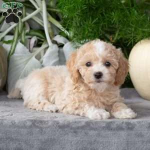 Wendy, Bich-Poo Puppy