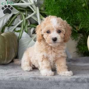 Wendy, Bich-Poo Puppy