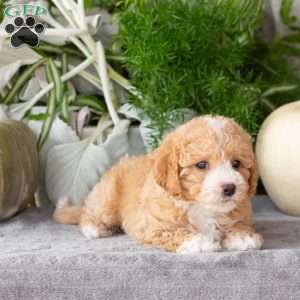 Willow, Bich-Poo Puppy