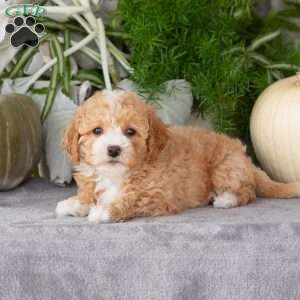 Willow, Bich-Poo Puppy