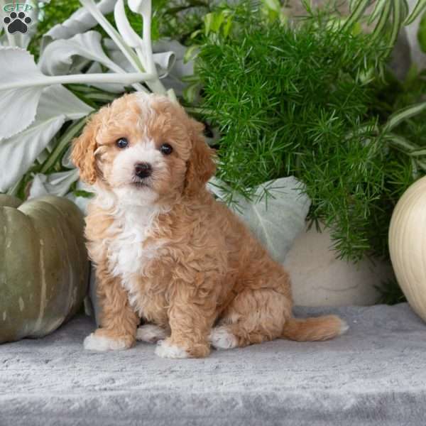 Willow, Bich-Poo Puppy