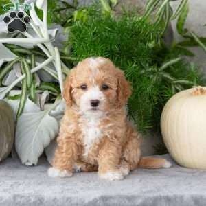 Willow, Bich-Poo Puppy