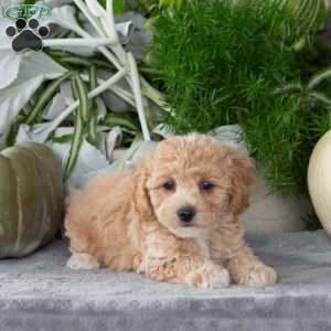 Wanda, Bich-Poo Puppy