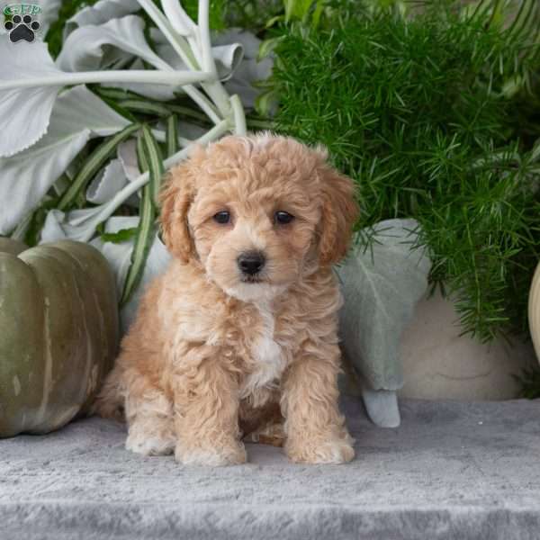 Wanda, Bich-Poo Puppy