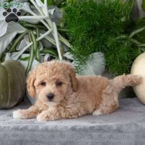 Wanda, Bich-Poo Puppy