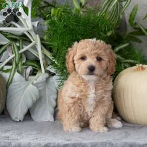 Wanda, Bich-Poo Puppy
