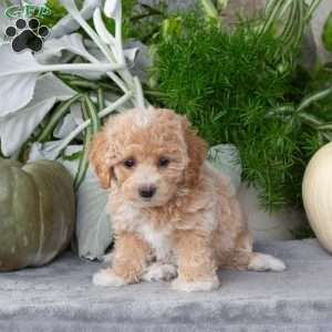 Wendeline, Bich-Poo Puppy