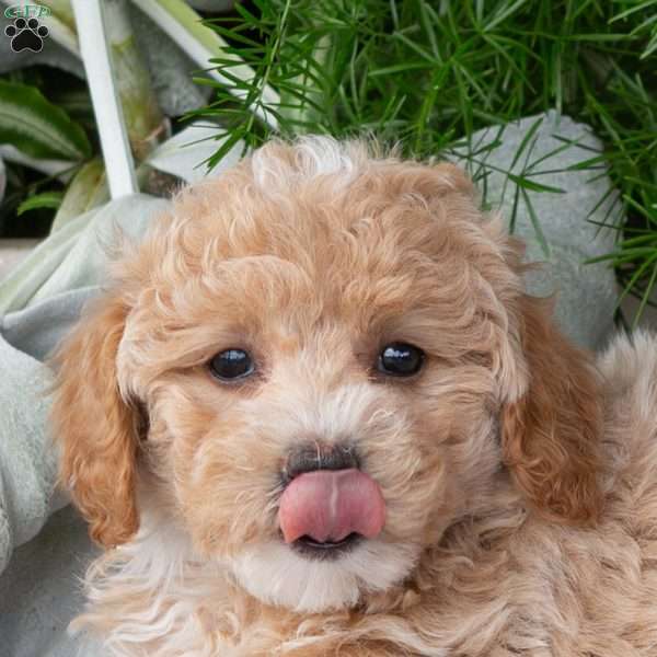 Wendeline, Bich-Poo Puppy