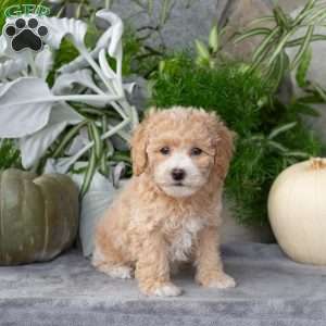 Wiggles, Bich-Poo Puppy