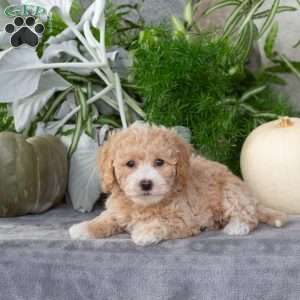 Wiggles, Bich-Poo Puppy