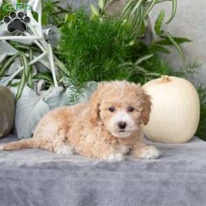 Wiggles, Bich-Poo Puppy
