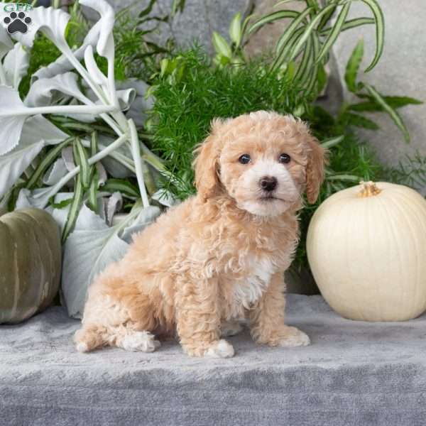 Wiggles, Bich-Poo Puppy
