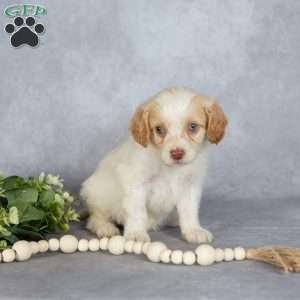 Bubbles, Cavapoo Puppy