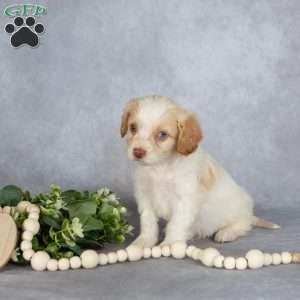 Bubbles, Cavapoo Puppy