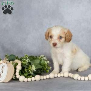Bubbles, Cavapoo Puppy