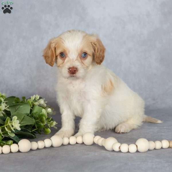 Bubbles, Cavapoo Puppy