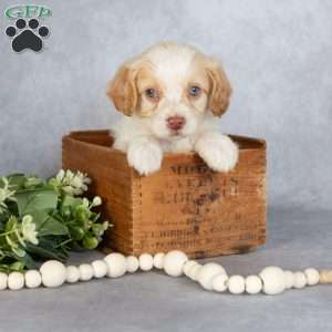 Bubbles, Cavapoo Puppy