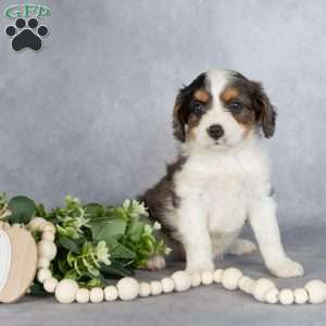 Bentley, Cavapoo Puppy