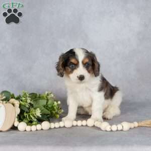Bentley, Cavapoo Puppy