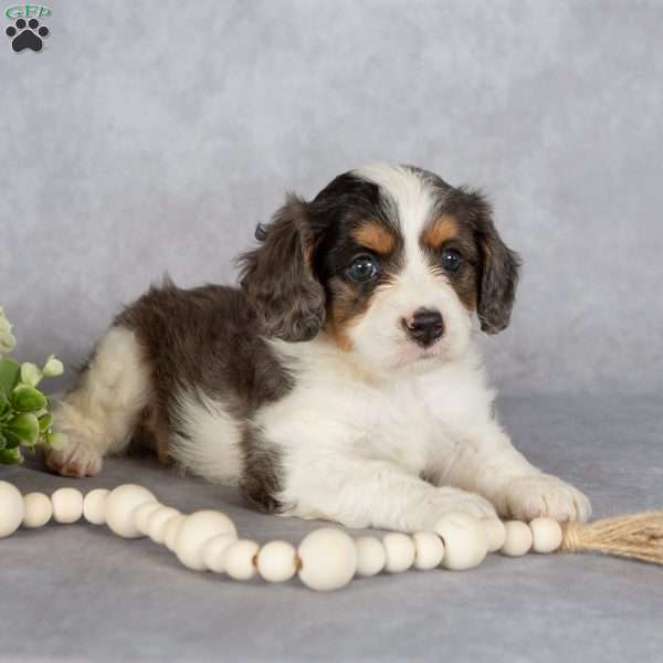 Bentley, Cavapoo Puppy