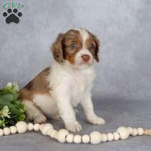 Benson, Cavapoo Puppy