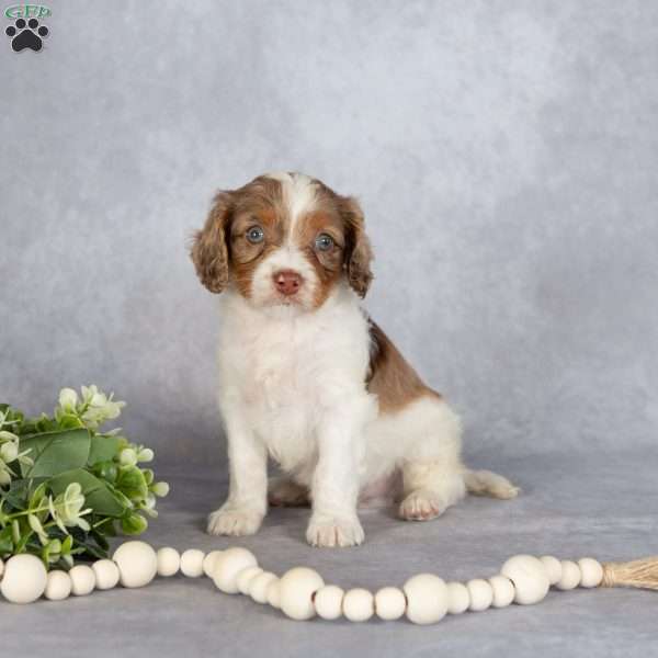 Benson, Cavapoo Puppy