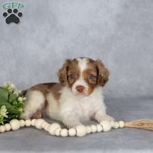 Benson, Cavapoo Puppy