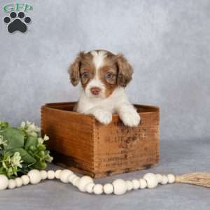 Benson, Cavapoo Puppy