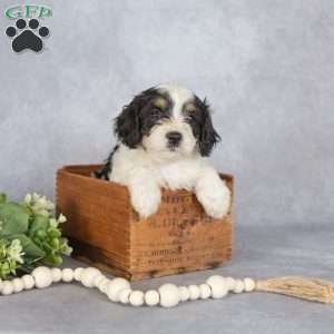 Bella, Cavapoo Puppy