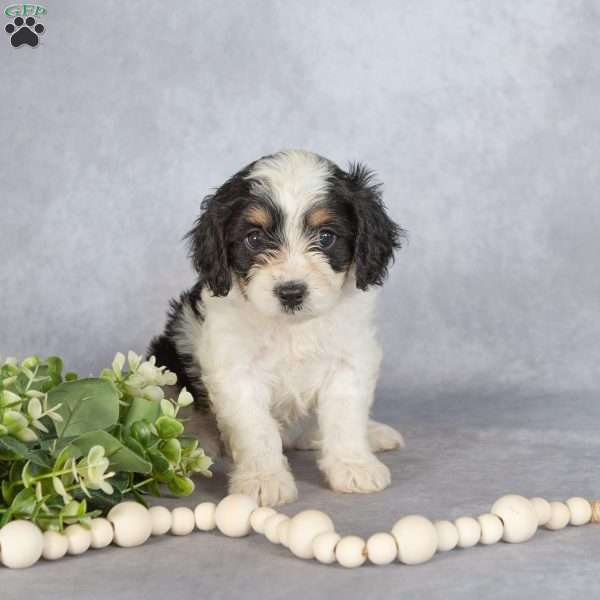 Bella, Cavapoo Puppy